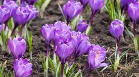 Udenheim blüht auf - 1250 Krokusse